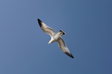 Duluth gull