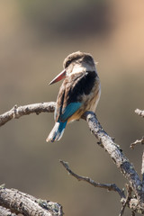 King Fisher