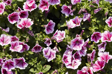 pink flowers in the garden