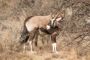 Gemsbok