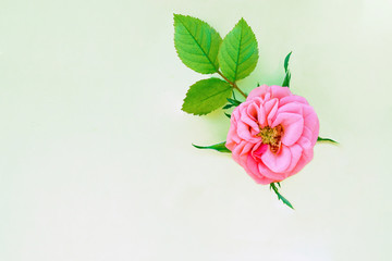 Pink flower with leaves plants a little rose on a light paper background, top view, copy space, flat lay