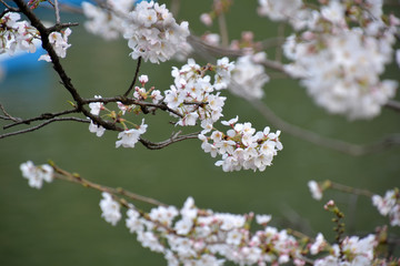 Cherry Blossoms; Sakura