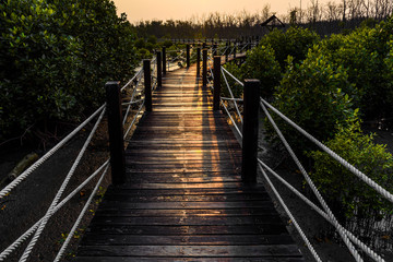 The bridge in mangrove forrest in the evening