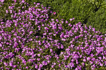 Naklejka premium purple flowers in the garden