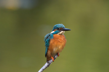 common king fisher on green background, shallow background, bird , avian
