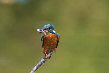 common king fisher on green background, shallow background, bird , avian