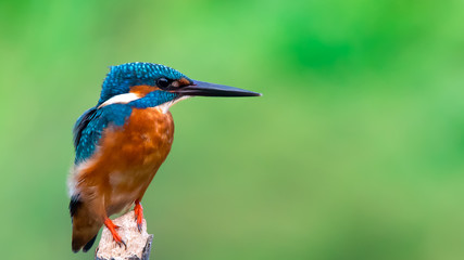 common king fisher on green background, shallow background, bird , avian