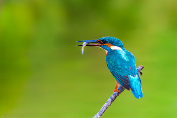 common king fisher on green background, shallow background, bird , avian