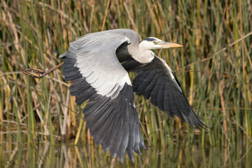 Heron in Flight