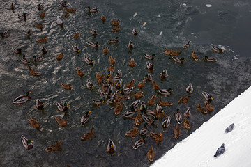 Ducks and drakes on river fight for food. Feeding of urban birds.