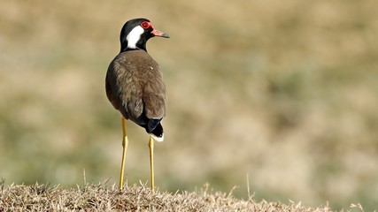 Red-wattled Lapwing (Vanellus indicus) 28-02-2018,Tumkur,Karnataka,India