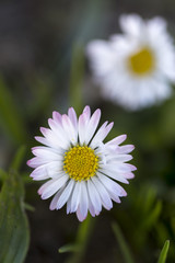 Couple of white daisy flowers in bloom on a green garden ground