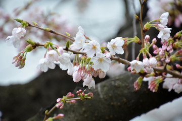 Cherry Blossoms; Sakura