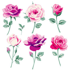Set of decorative pink and purple roses for wedding design. Beautiful vector flowers