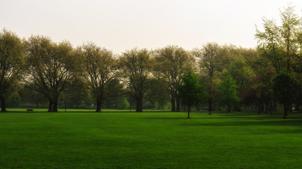green field with old trees in background