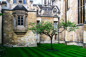 Fototapeta na wymiar gothic architecture with apple tree in foreground