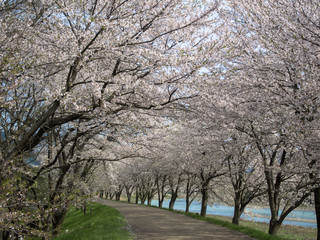 Obraz premium Japan, Sakura, Lake Biwa