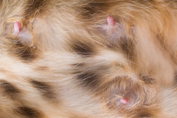 nipples of a cat feeding a milk, close-up of a soft belly of a mother of kittens