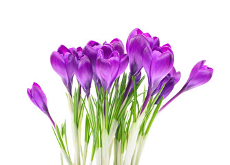 Crocus isolated on white background. 