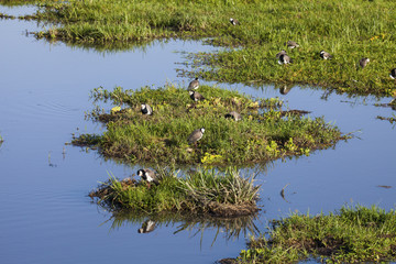 Birds in swamp.Amboseli National Park, Kenya