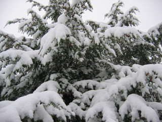 Tanne mit Schnee