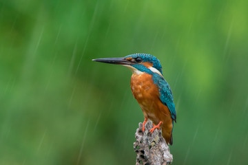 Beautiful common kingfisher on the wood stomp in the rain