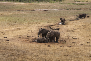 Elephants in Tsavo National Park, Kenya