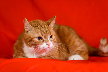 portrait of a cat on a red background