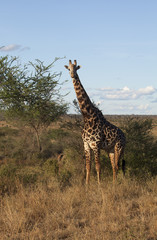 Giraffe in  Tsawo National Park, Kenya