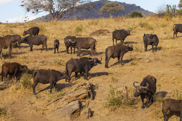 Wild African buffalo.Tsavo National Park, Kenya