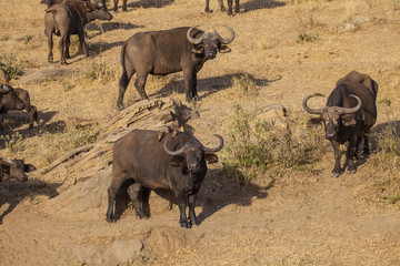 Wild African buffalo.Tsavo National Park, Kenya