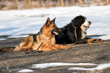 Shepherd dog at training session