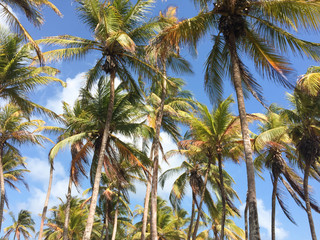 palm tree blue sky background - palm trees