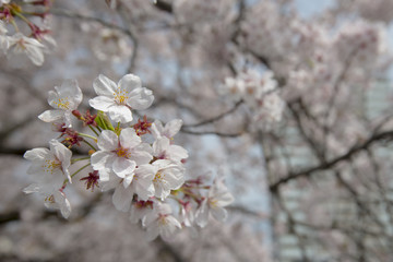 桜