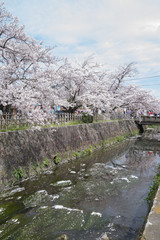 桜川