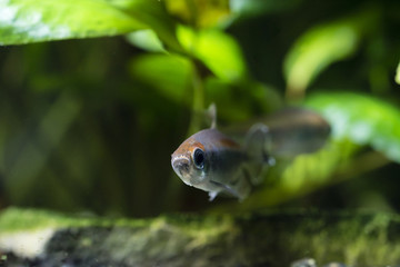 Tetra Congo in detail below the surface.