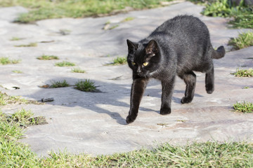 Black cat walking.