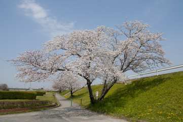 Fototapeta na wymiar 一本桜
