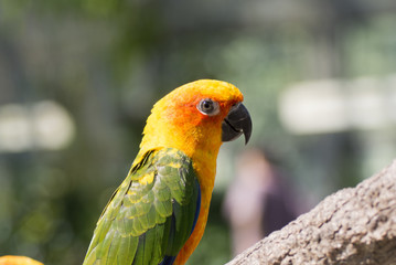 インコ