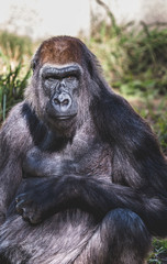 Portrait of a chimpanzee