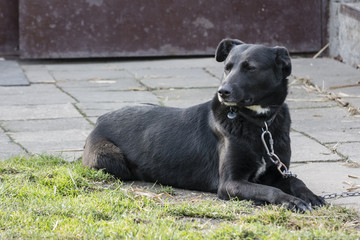 A lying black dog on a tiled grass.
