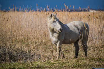 Cheval camarguais.