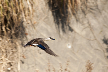 飛びます。跳びます。