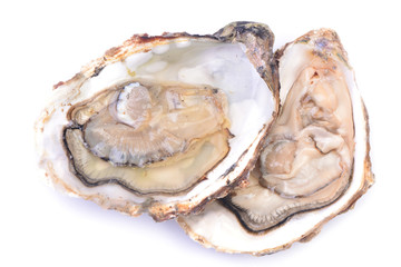 Fresh oyster on a white background