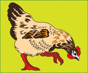  HEN DOMESTIC BIRD