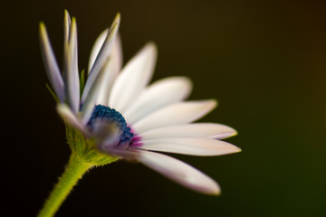 Bellis perennis is a common European species of daisy, of the Asteraceae family.