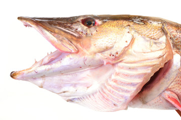 Predator fish pike