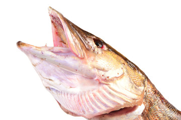Obraz na płótnie Canvas Predator fish pike
