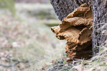 Orange sponge growing at tree trunk.