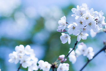 花物語